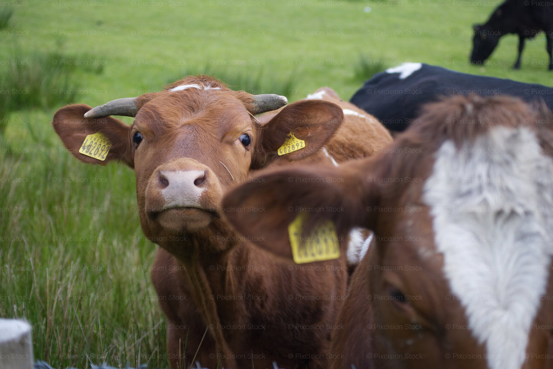 A close-up shot of a curious young reddish-brown calf with small horns and yellow ear tags looking directly at the camera in a green pasture, partially framed by another cow in the foreground.