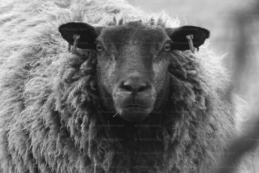 Finding the Silver Lining: Capturing Lancashire’s Raw Beauty (Rain and All!)