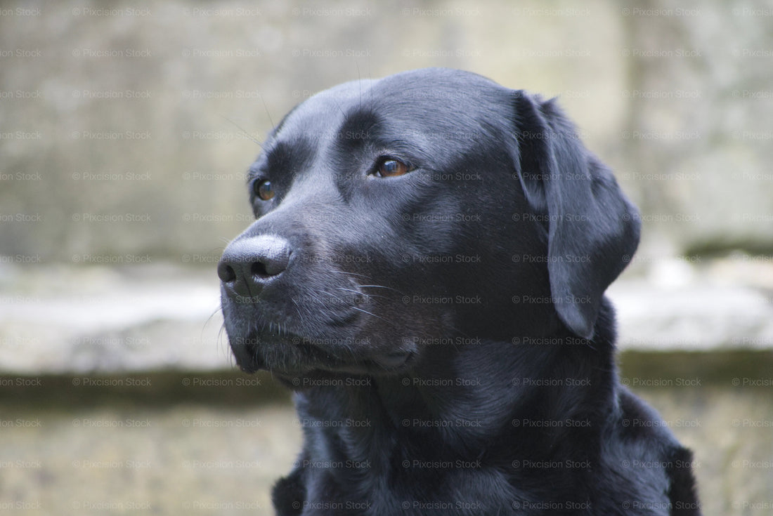 Black Labrador retriever portrait looking to the side outdoors, with a blurred stone background.