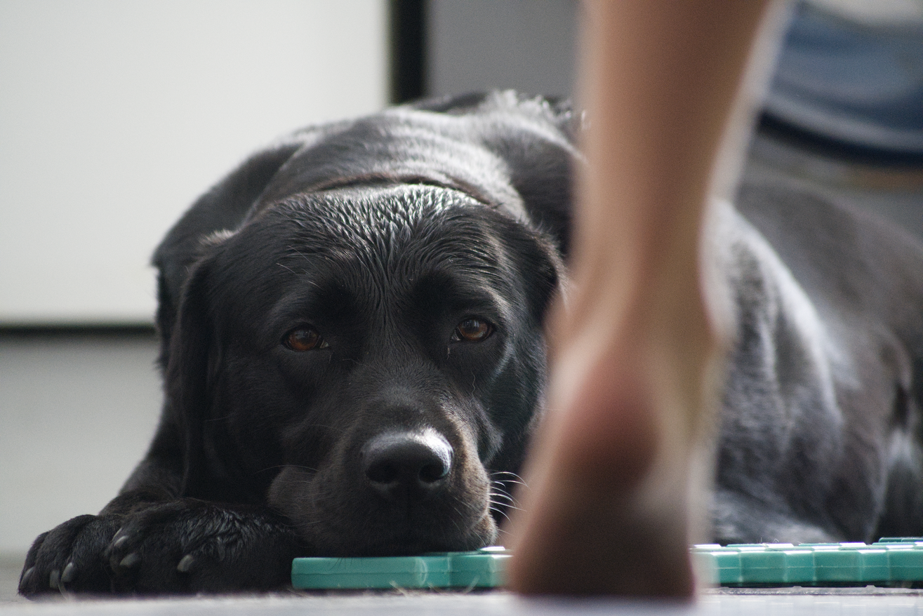 A black Labrador retriever lying down on the floor, looking directly forward with a soft expression, framed with a blurred foreground element.