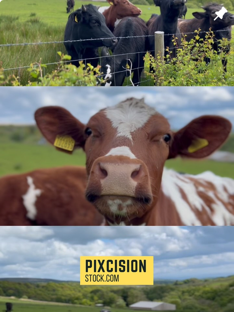 Meet the Neighbors: Life on a Lancashire Dairy Farm