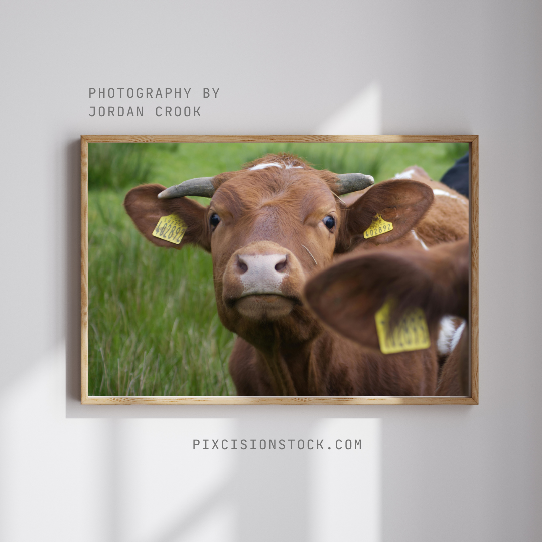 Framed Canvas Prints