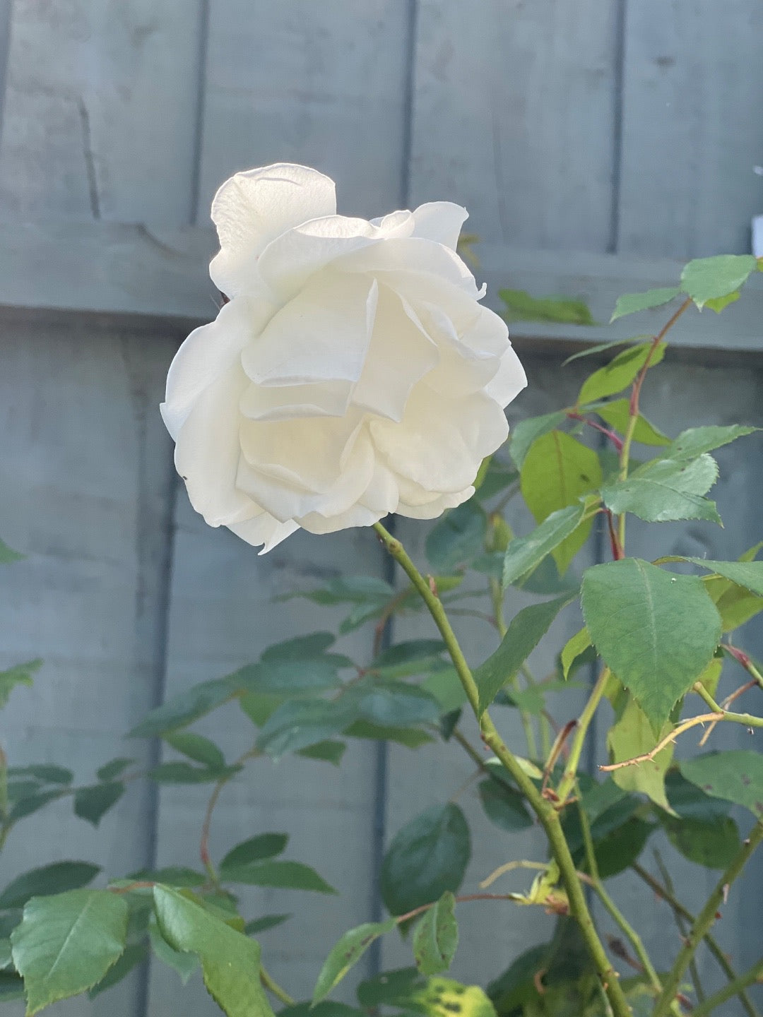 White Garden Rose in Full Bloom Against a Grey Wooden Fence