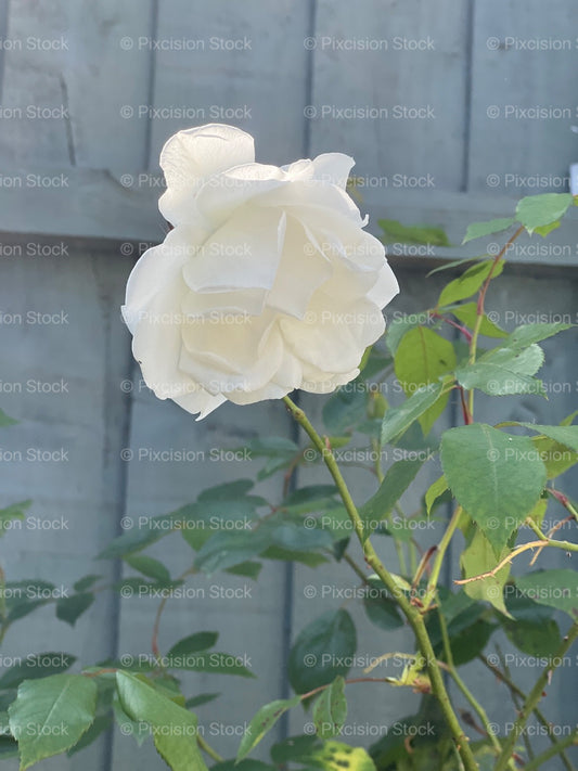 White Garden Rose in Full Bloom Against a Grey Wooden Fence