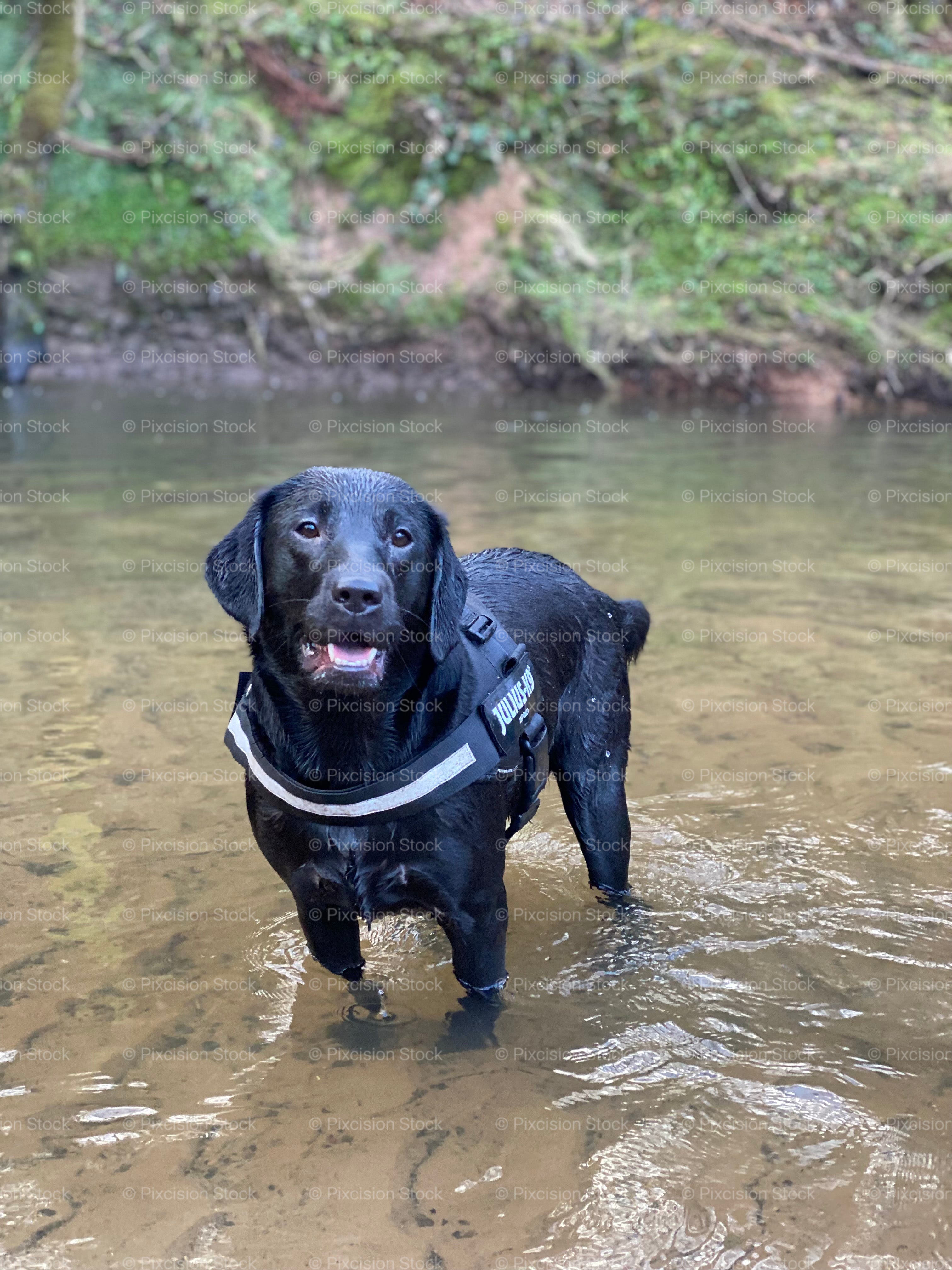 Black dog standing in water wearing a life jacket with a natural background