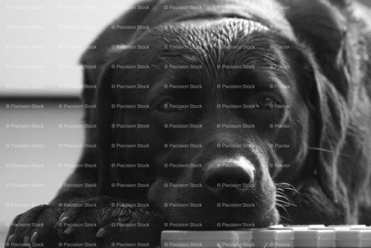 Close-Up of a Resting Black Labrador Retriever (Monochrome) - Stock Video