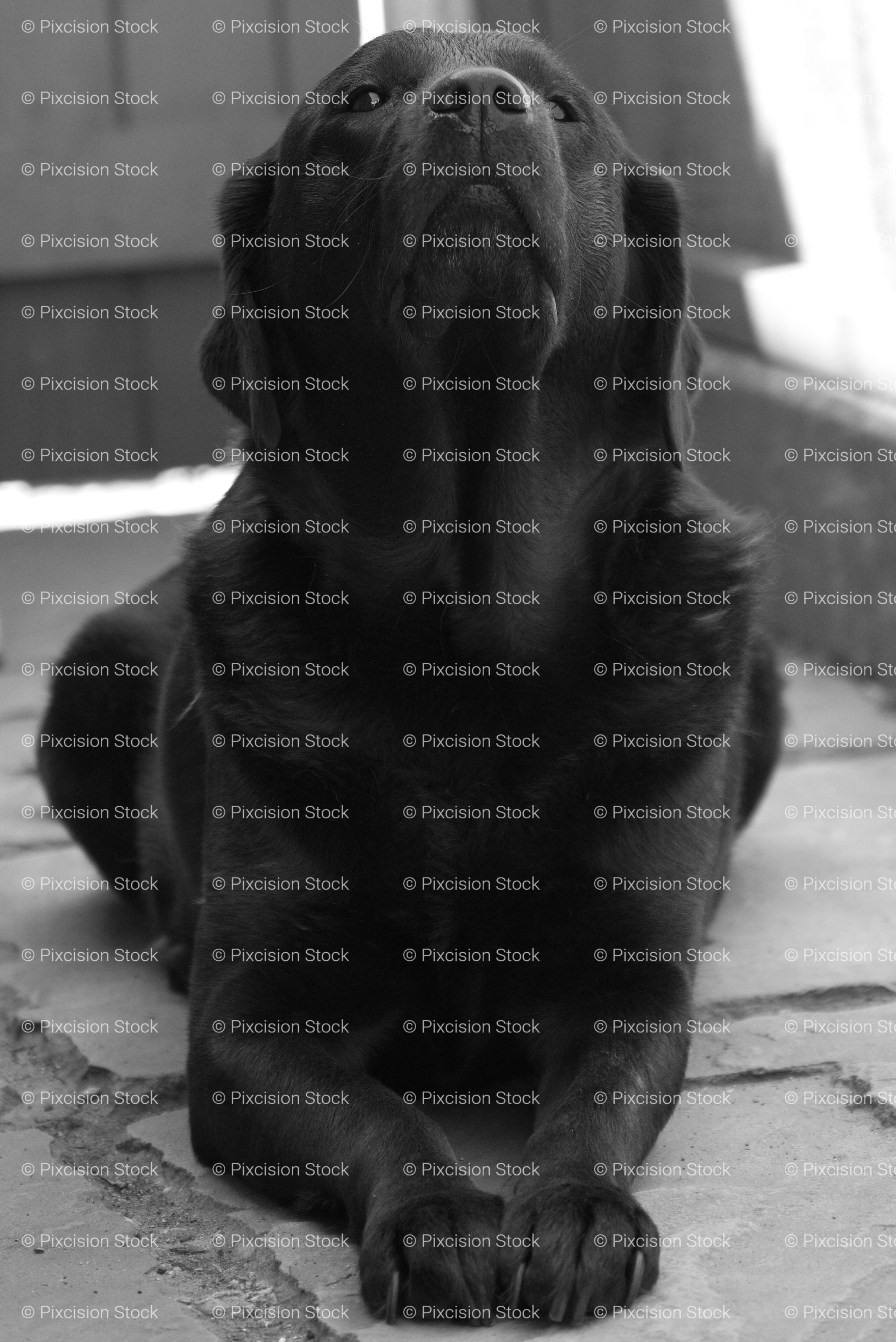 Black Labrador Lying Down and Looking Upwards (Monochrome)