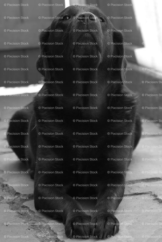 Black Labrador Lying Down and Looking Upwards (Monochrome) - Stock Video