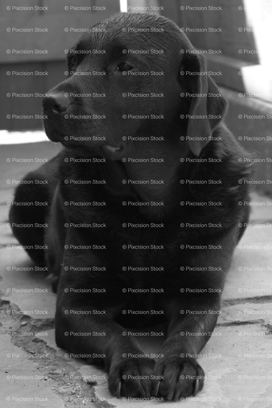 Alert Black Labrador Sitting Outdoors (Monochrome) - Stock Video