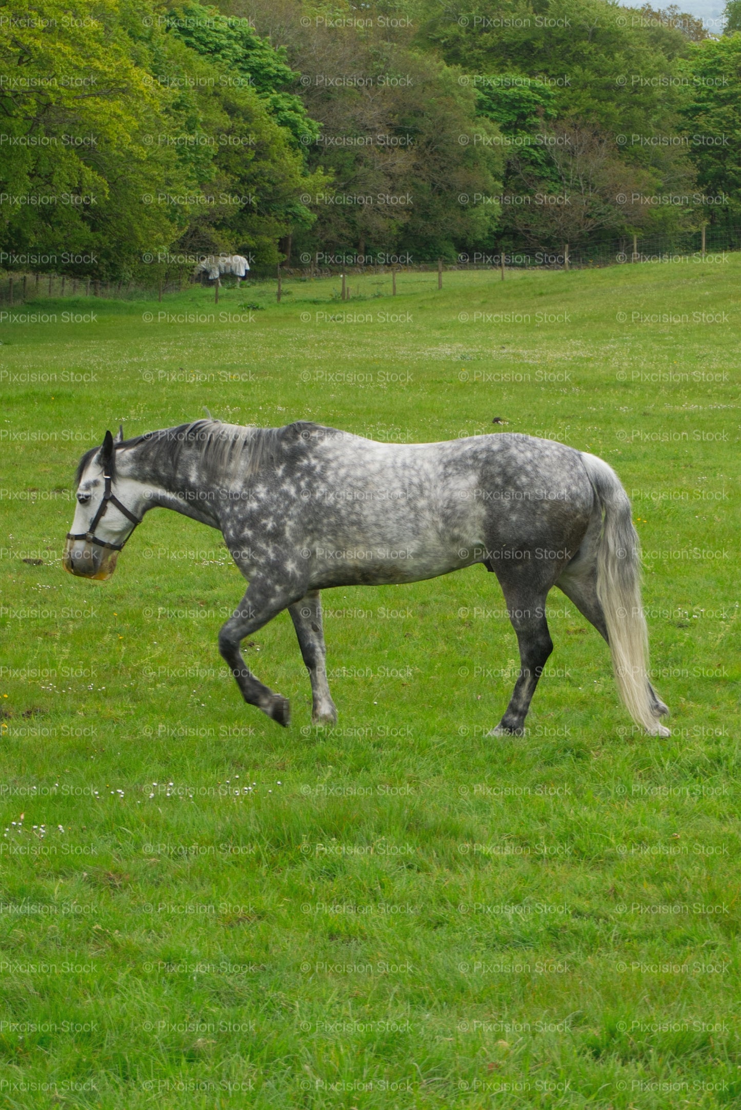 Dapple Grey Horse Walking in Green British Paddock – Equestrian Countryside Stock Photo