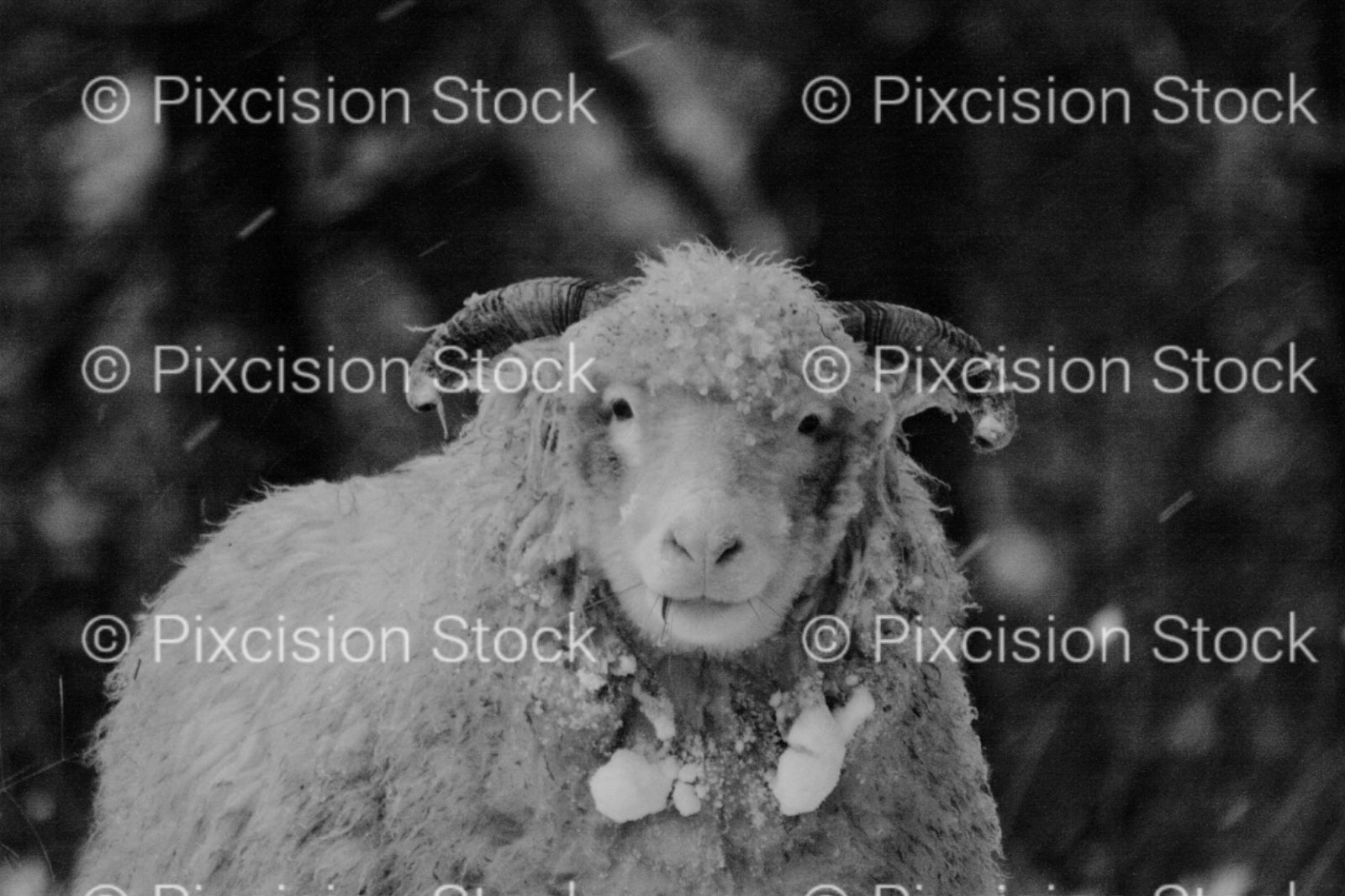 Frontal Portrait of a Thick-Fleeced Sheep (Monochrome)