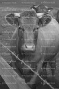 Cow Standing Behind a Barbed Wire Fence (Monochrome)
