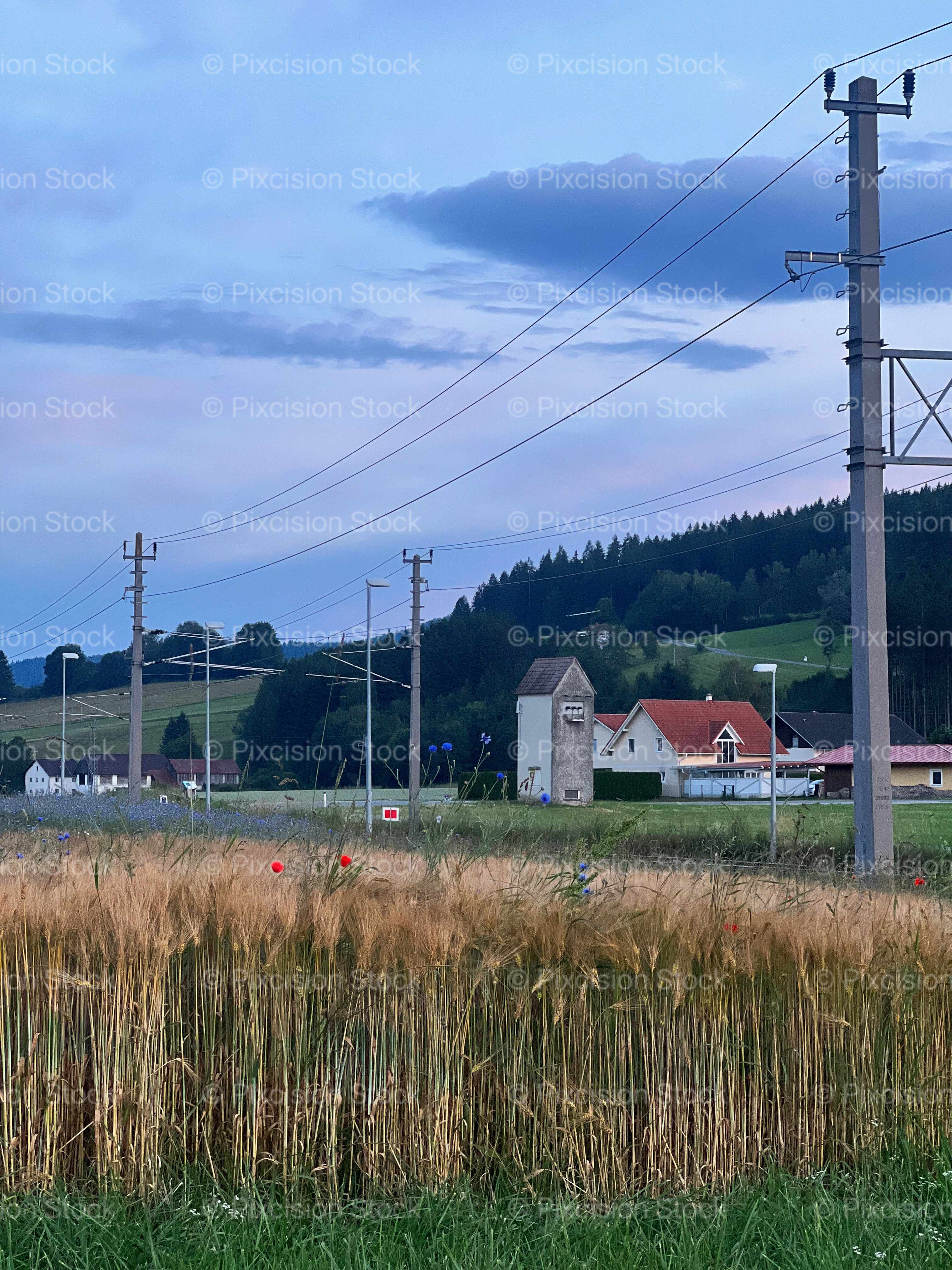 Golden Wheat Field with Wild Poppies and Cornflowers at Twilight Rural Austrian Countryside