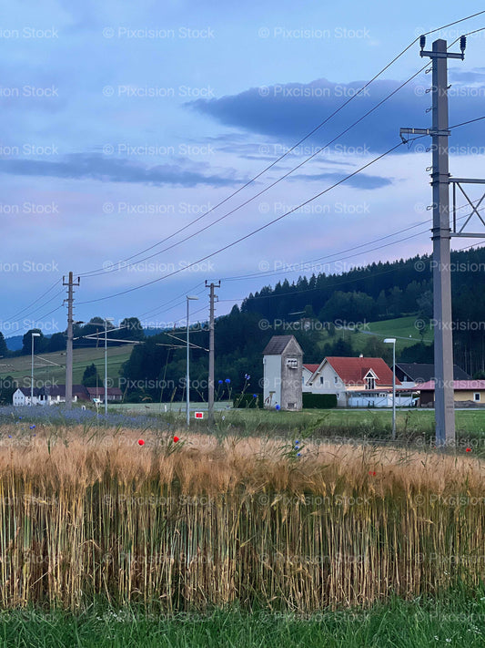 Golden Wheat Field with Wild Poppies and Cornflowers at Twilight Rural Austrian Countryside