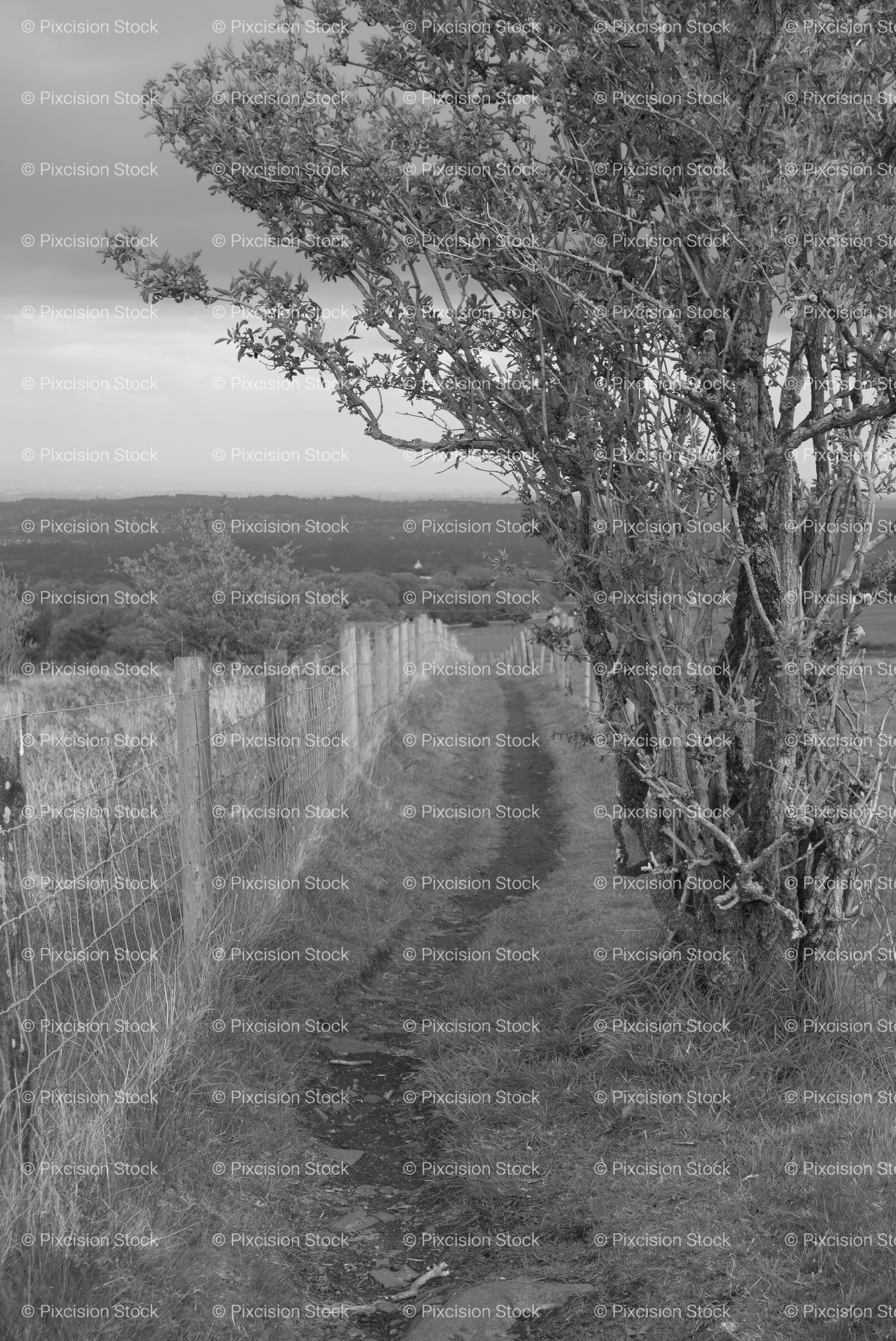 Dirt Path Next to a Fence and Trees (Monochrome)