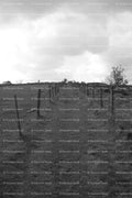 Rural Field Pathway Guided by a Wire Fence (Monochrome)