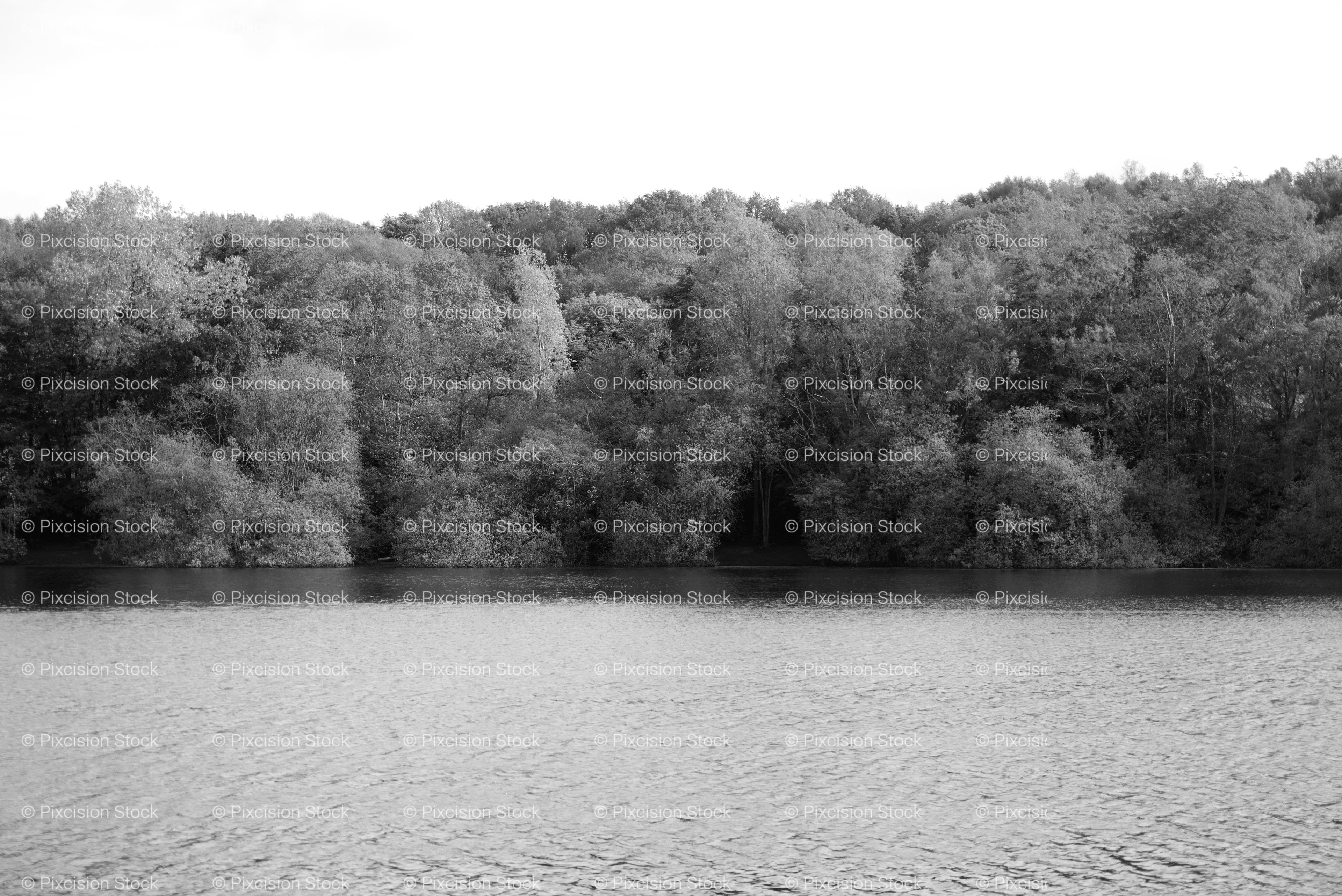 Calm Lake Water Surface Backed by Dense Trees (Monochrome)