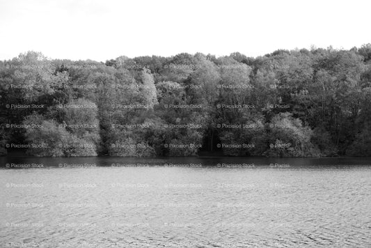 Calm Lake Water Surface Backed by Dense Trees (Monochrome) - Stock Video