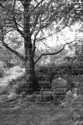 Bench Under a Large Overhanging Tree (Monochrome)