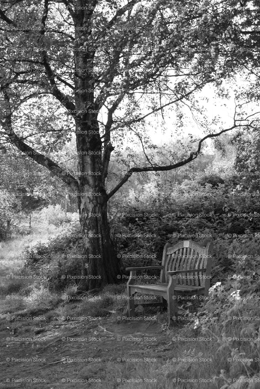 Bench Under a Large Overhanging Tree (Monochrome) - Stock Video
