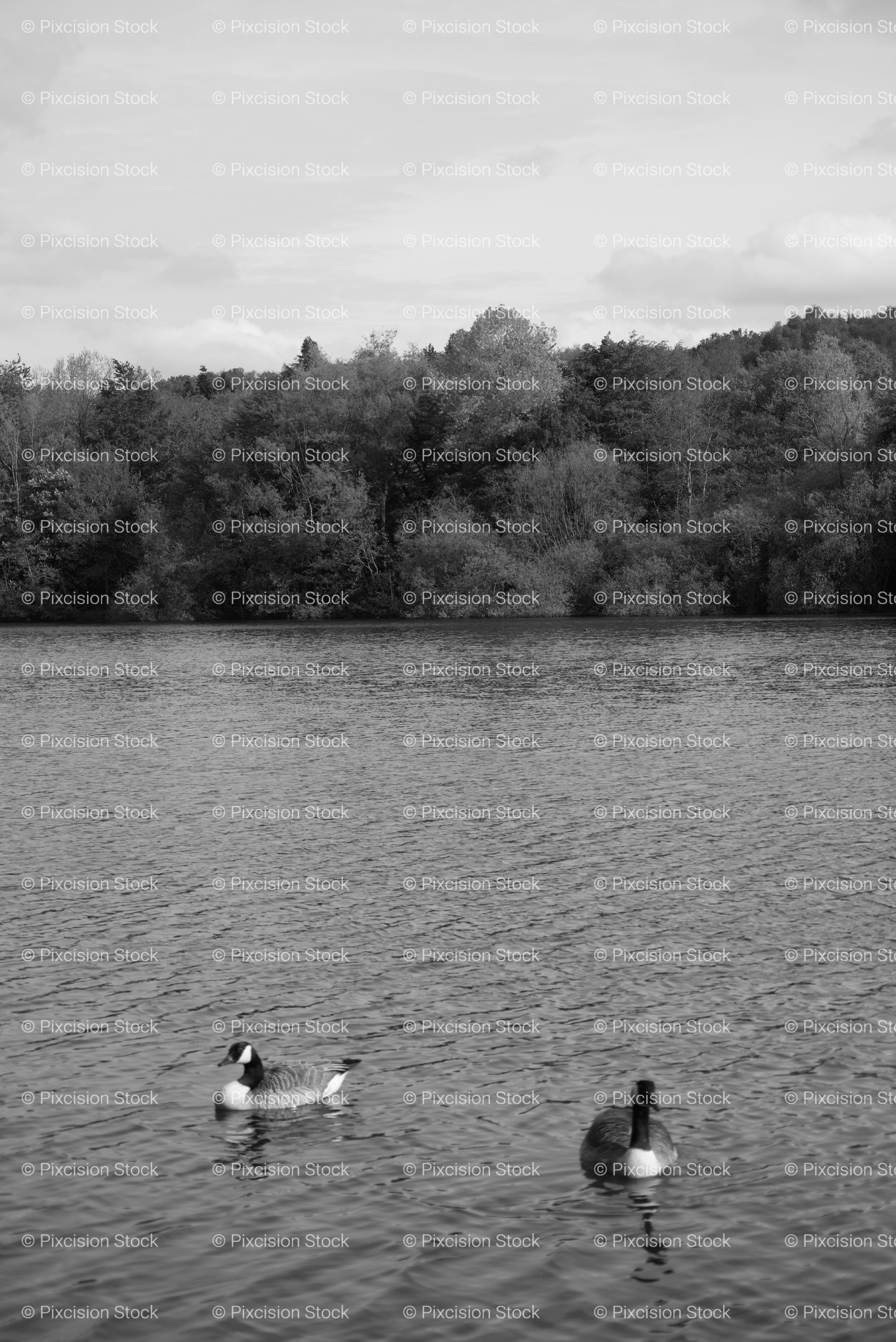 Two Ducks Swimming on an Open Body of Water (Monochrome)