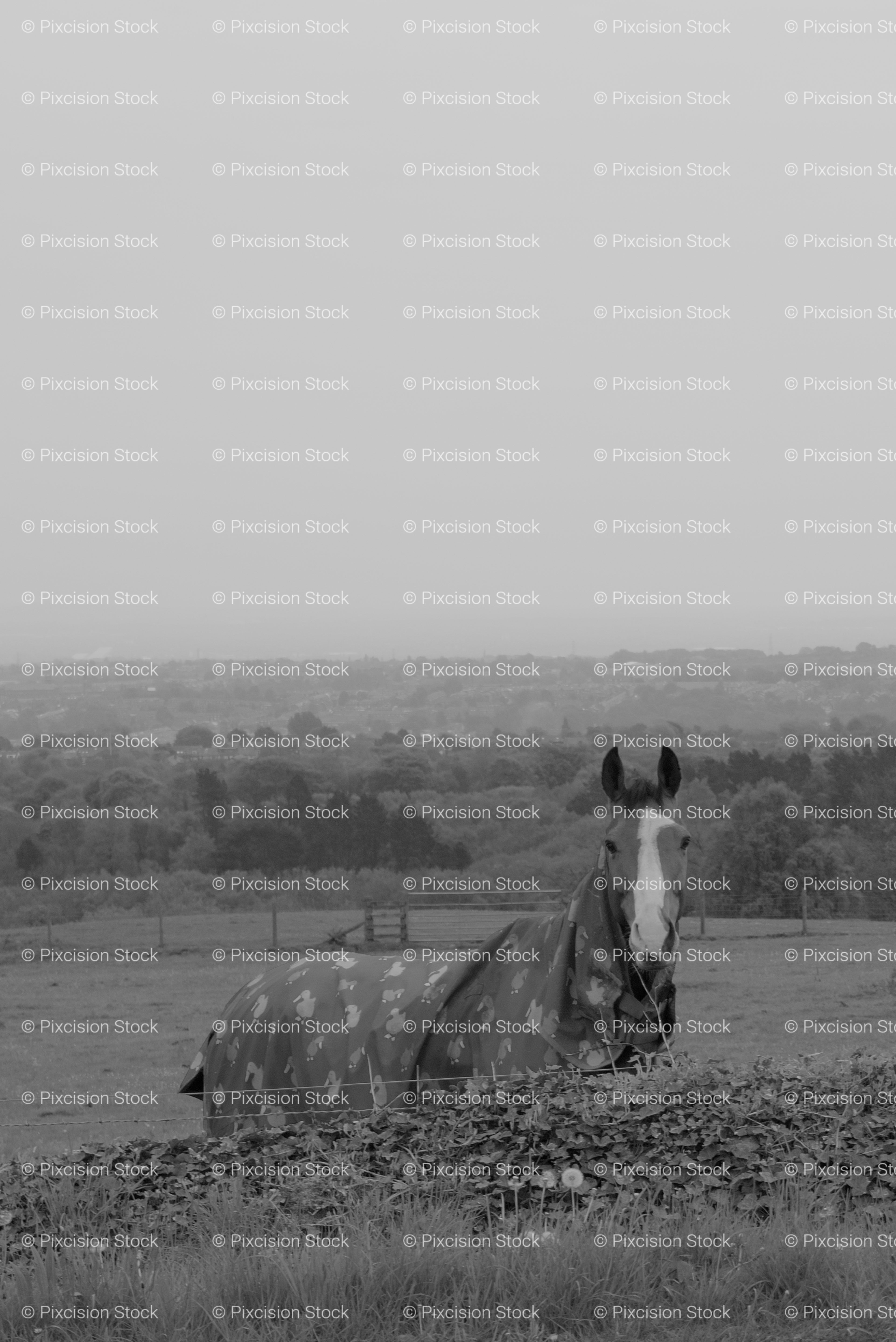 Solitary Horse Standing in a Wide, Misty Pasture (Monochrome)
