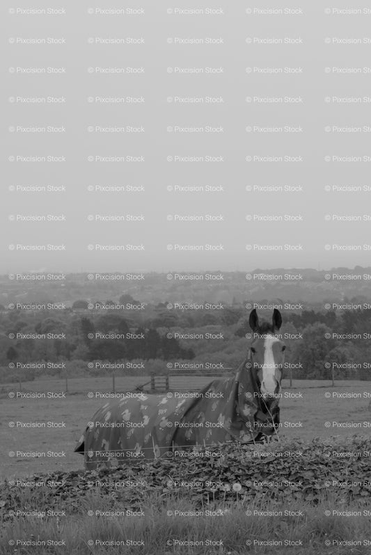 Solitary Horse Standing in a Wide, Misty Pasture (Monochrome) - Stock Video
