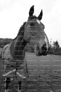 Close-Up Portrait of a Horse in a Stable Blanket (Monochrome)