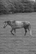 Horse Trotting Through an Open Field (Monochrome)