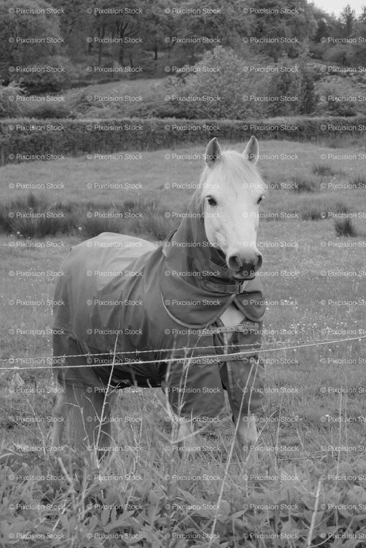 White-Faced Horse Standing Behind a Wire Fence (Monochrome) - Stock Video