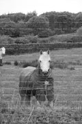 Frontal View of a Horse Grazing in a Pasture (Monochrome)