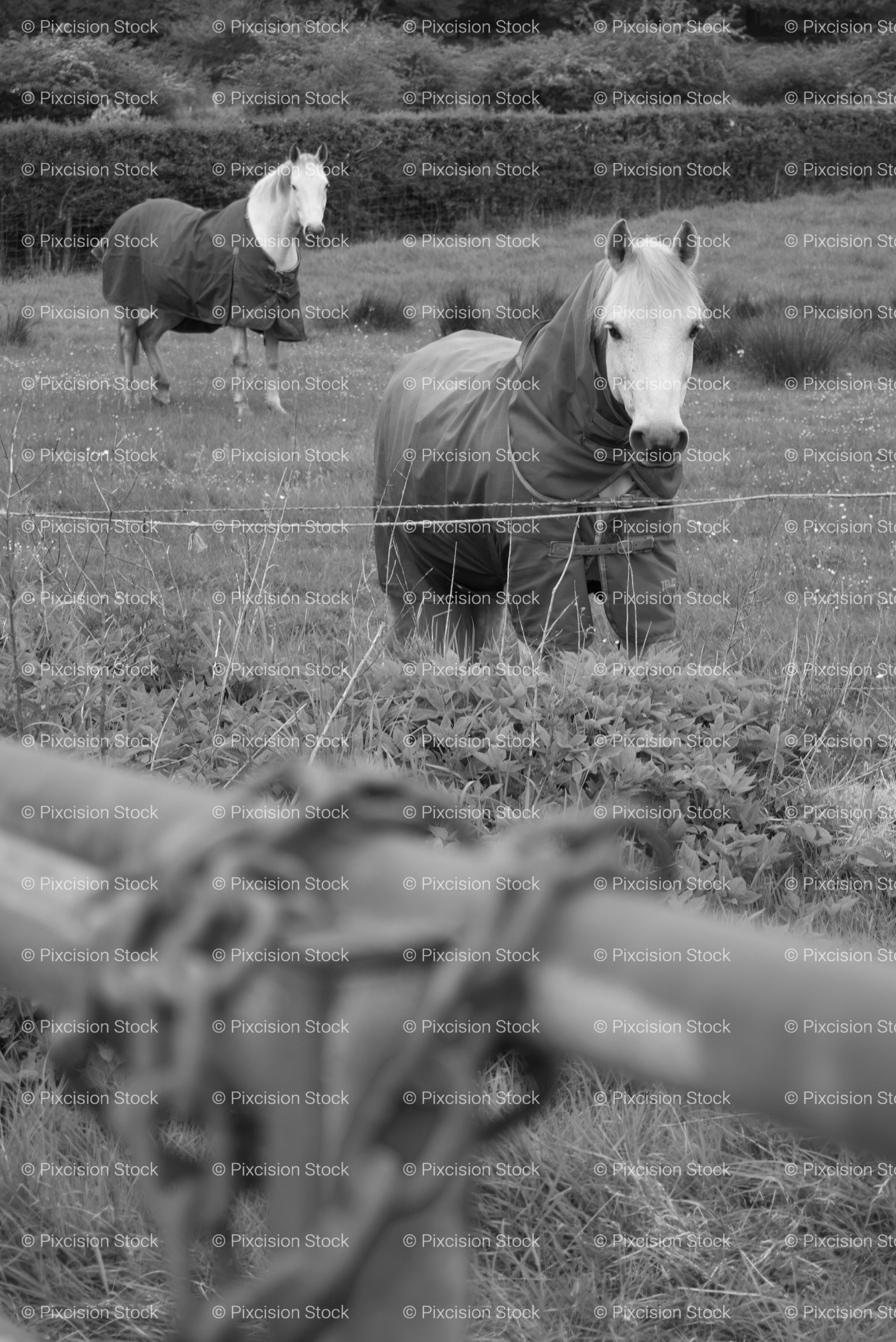 Close-Up of a Horse's Head Near a Wooden Gate (Monochrome)