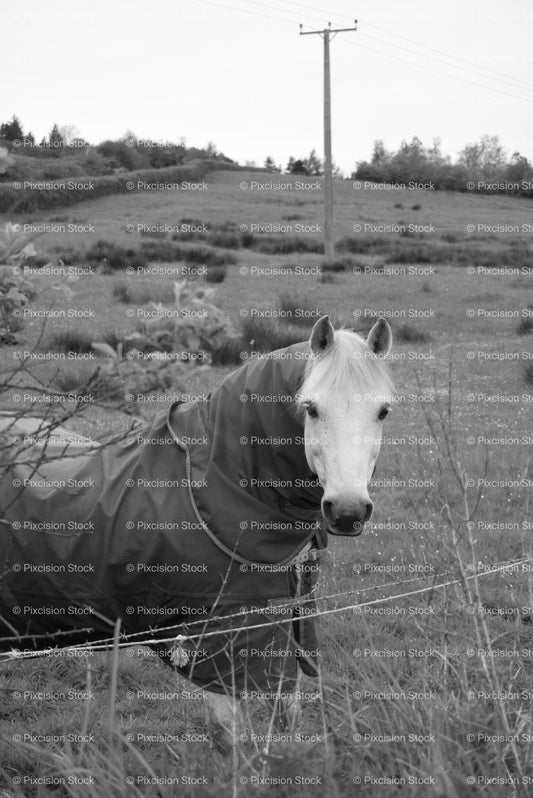 Thick-Fleeced Sheep Looking Forward in a Field (Monochrome) - Stock Video