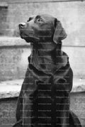 Black Labrador Sitting Patiently on Outdoor Steps (Monochrome)
