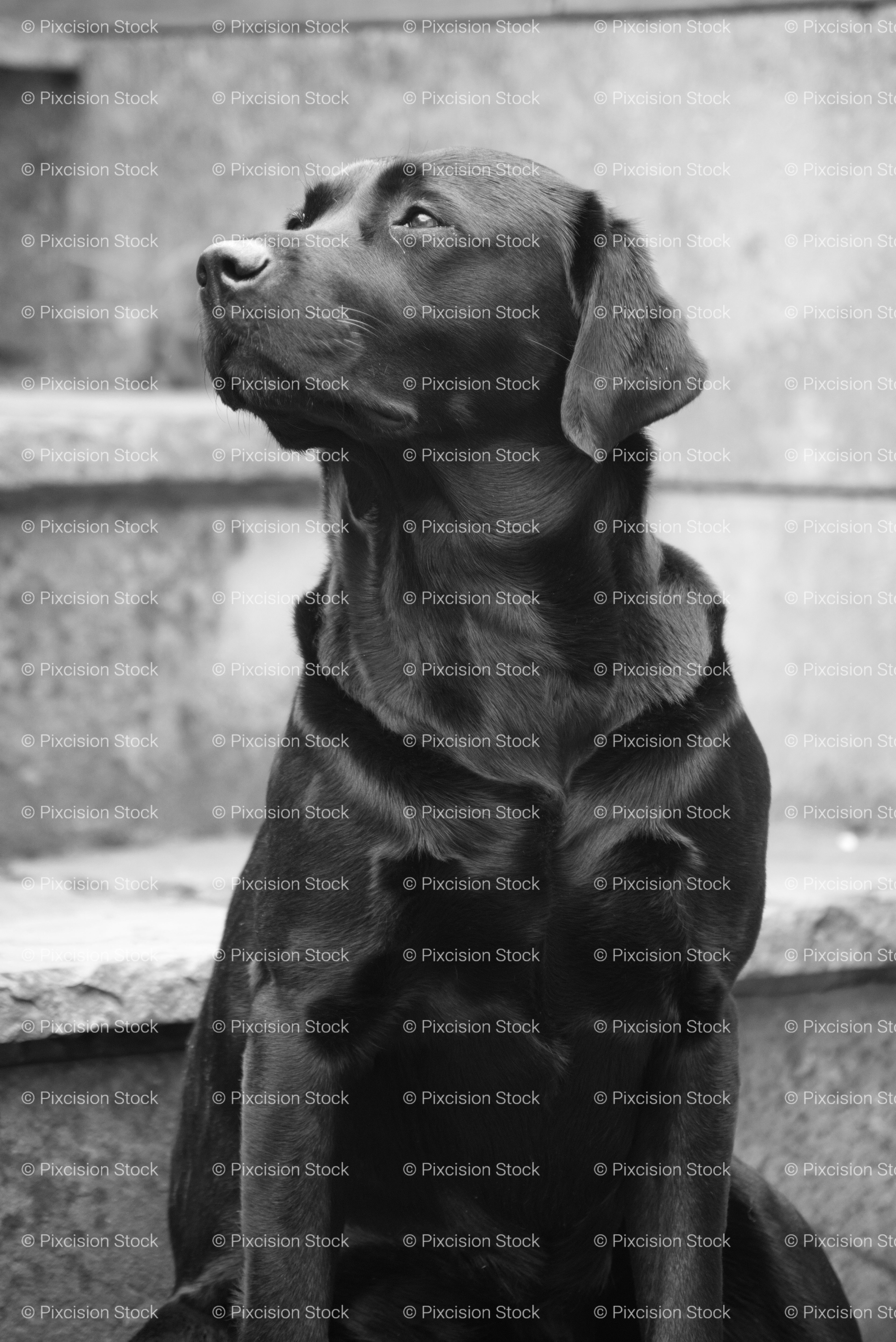 Black Labrador Sitting Patiently on Outdoor Steps (Monochrome)