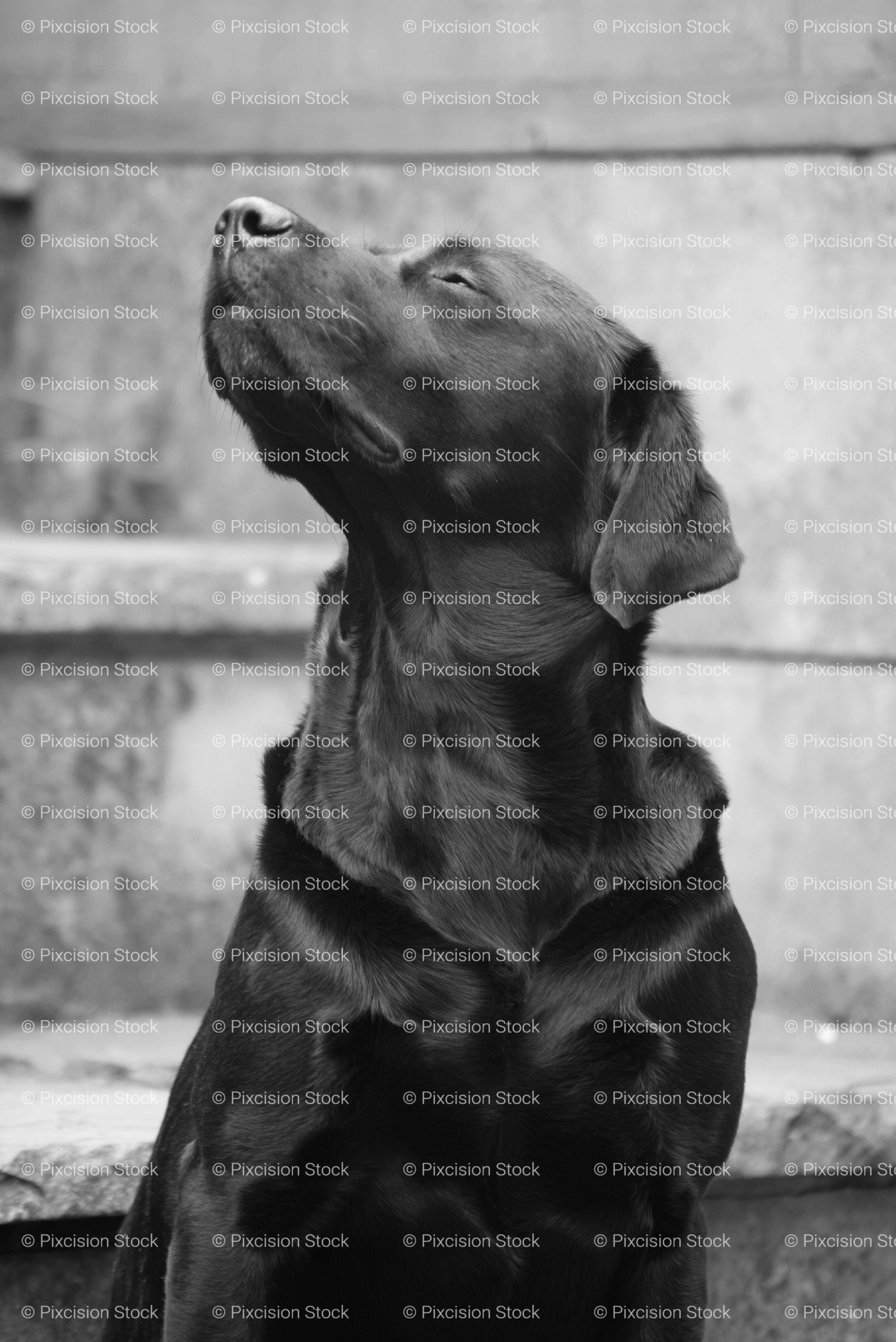Profile Portrait of a Black Labrador Looking Upwards (Monochrome)