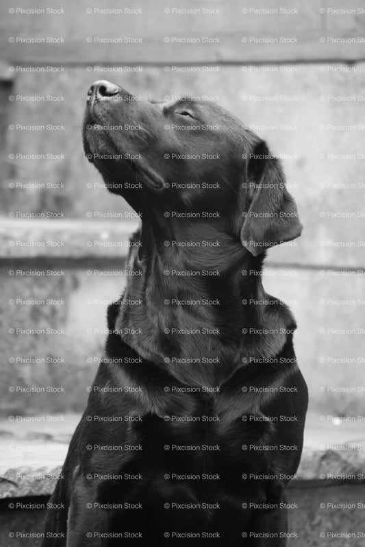 Profile Portrait of a Black Labrador Looking Upwards (Monochrome) - Stock Video