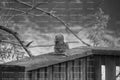 Small Squirrel Sat on a Wooden Deck Railing (Monochrome)