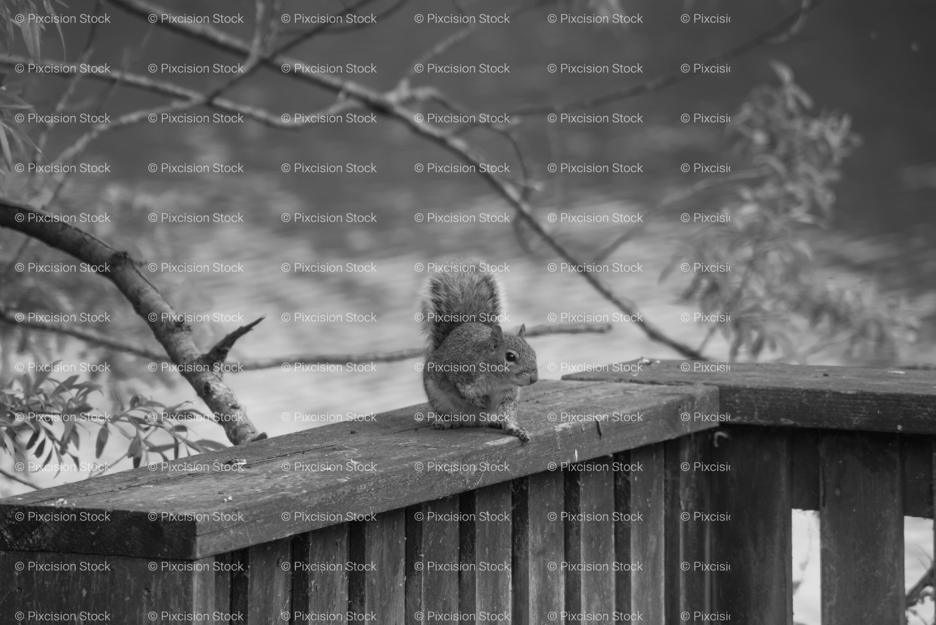 Small Squirrel Sat on a Wooden Deck Railing (Monochrome)