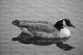Canada Goose Swimming on Calm Water (Monochrome)