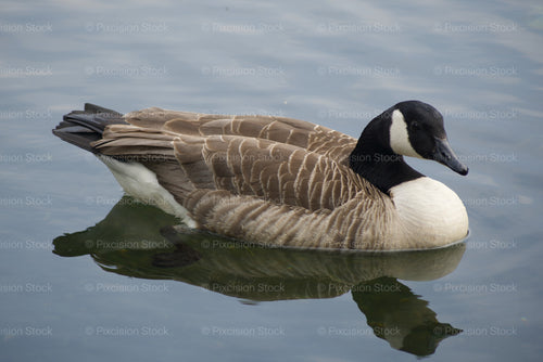 Canada Goose Swimming on Calm Water - Stock Video