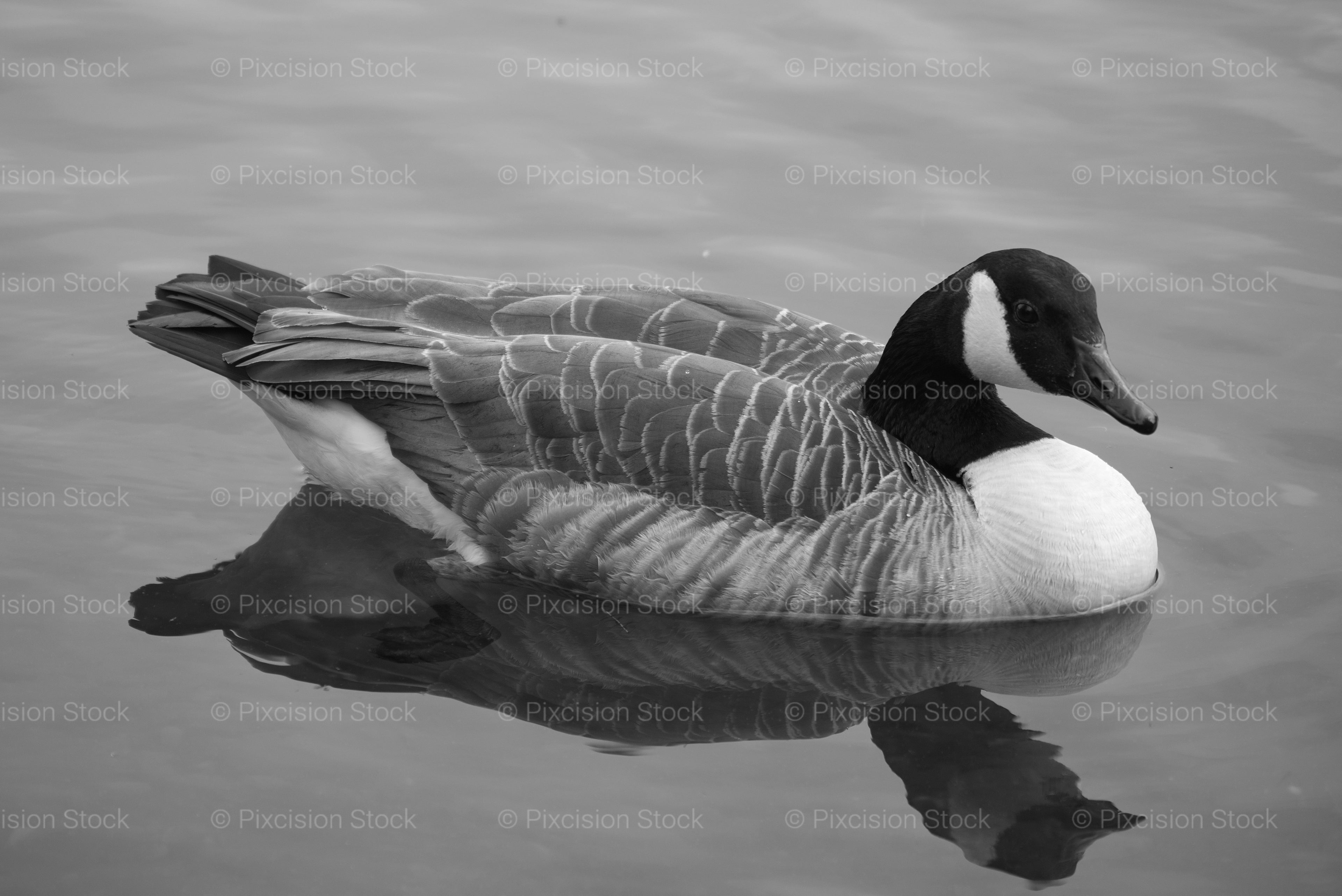 Canada Goose Swimming on Calm Water