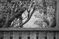 Squirrel Peeking Over a Wooden Fence Beneath Trees (Monochrome)