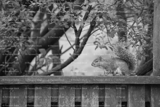 Squirrel Peeking Over a Wooden Fence Beneath Trees (Monochrome) - Stock Video