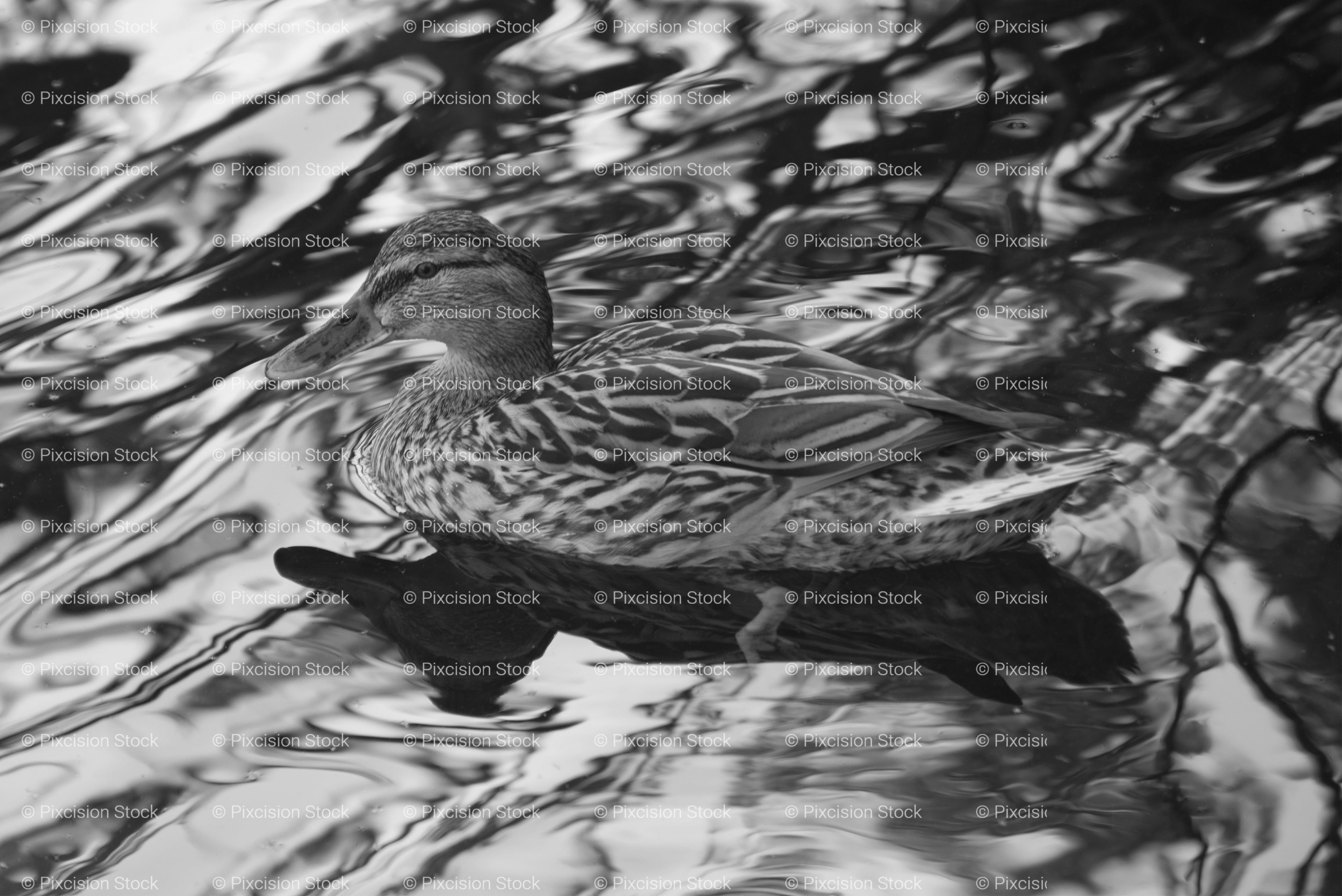 Duck Camouflaged Among Rippling Water Reflections (Monochrome)