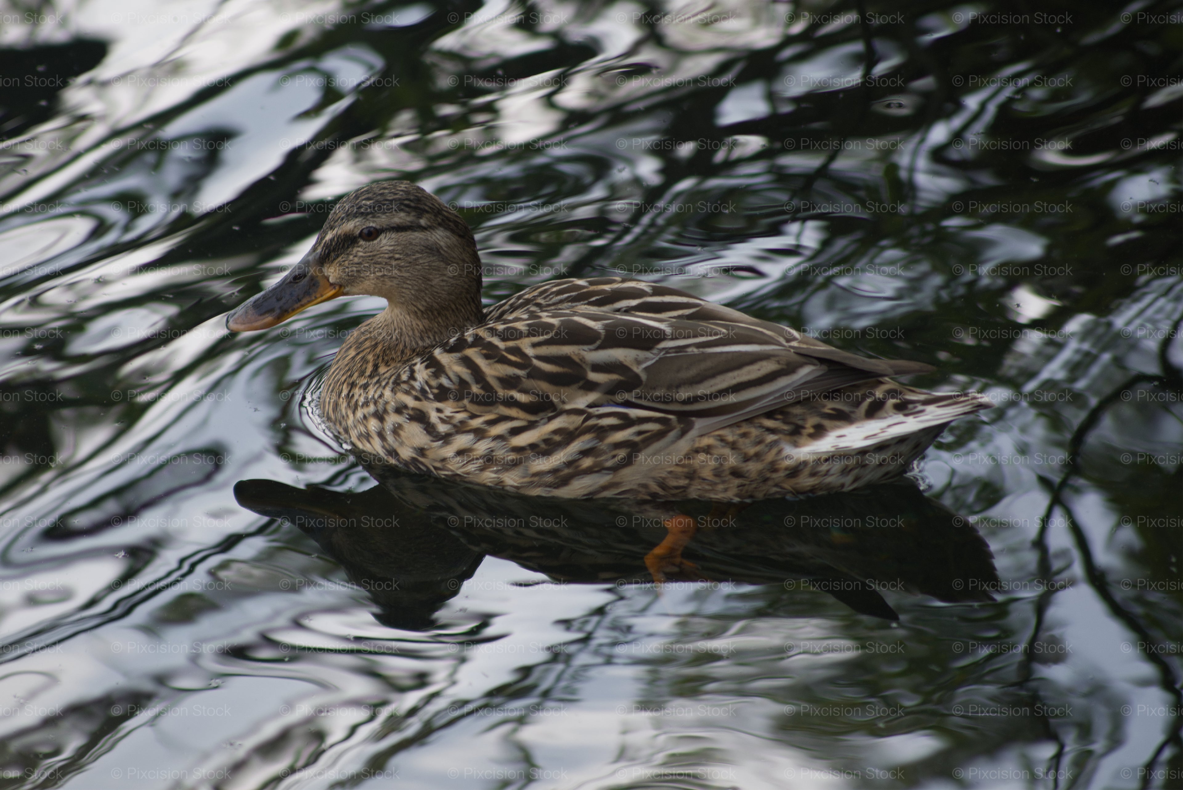 Duck swimming on a calm body of water with reflections.