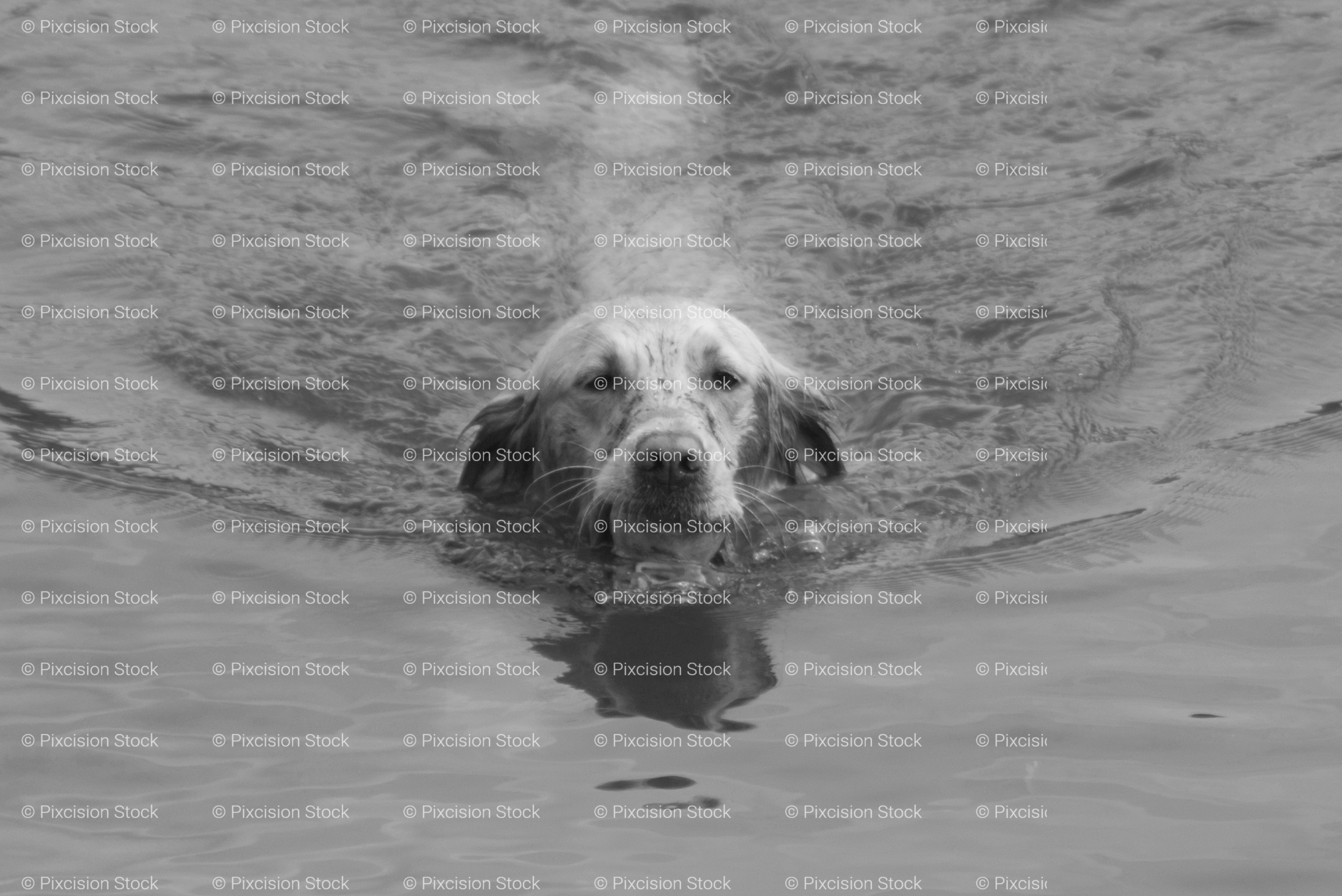 Dog Swimming Forward in Open Water (Monochrome)