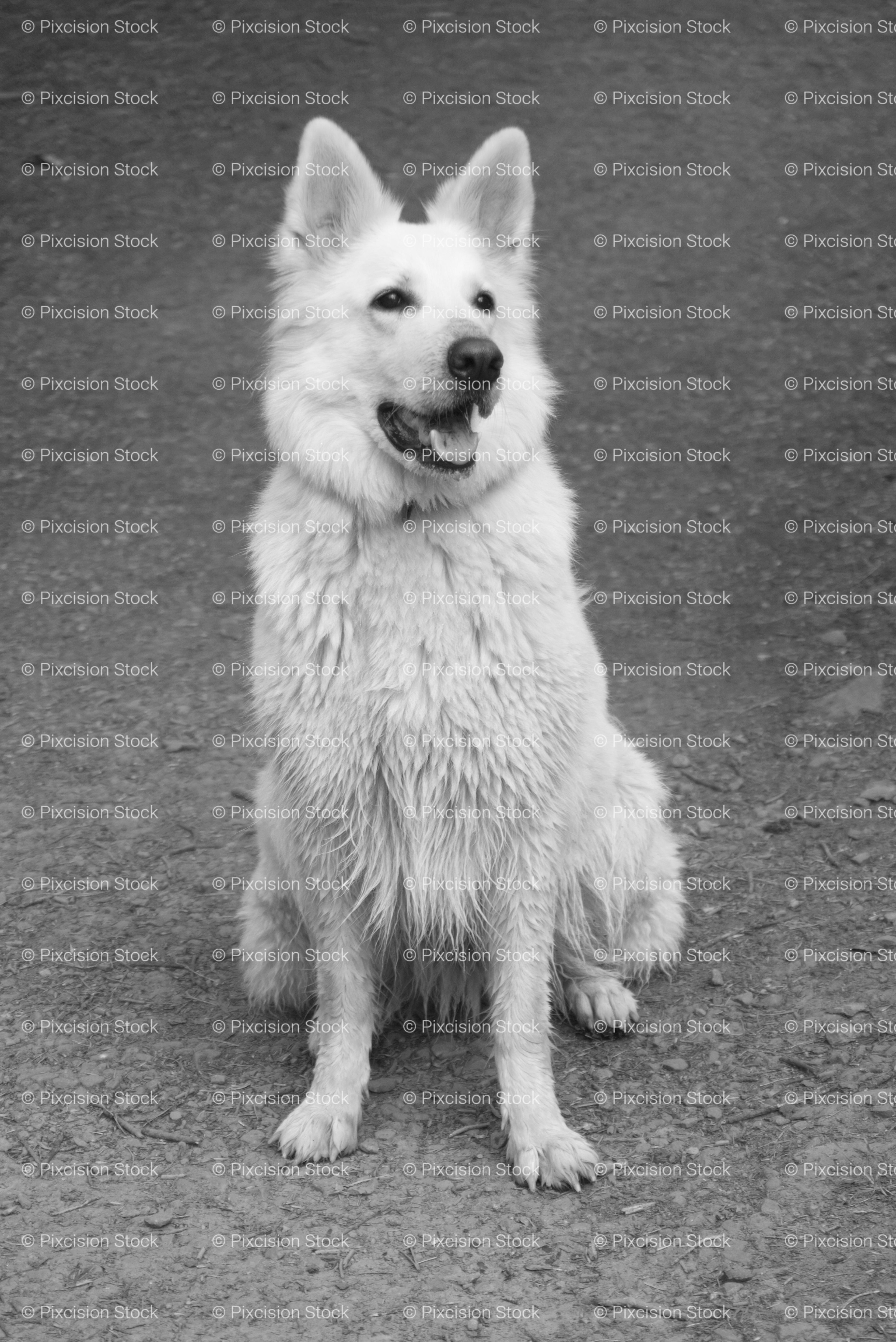 Full-Body Shot of an Alert White Swiss Shepherd Dog (Monochrome)