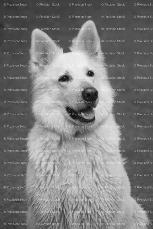 Close-Up Headshot of a Happy White Swiss Shepherd (Monochrome) - Stock Video