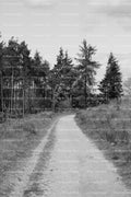Dirt Path Leading Into a Dense Evergreen Forest (Monochrome)